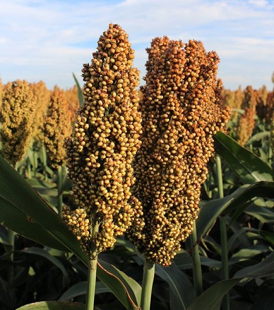 Sorghum, a climate-friendly solution to fight food insecurity